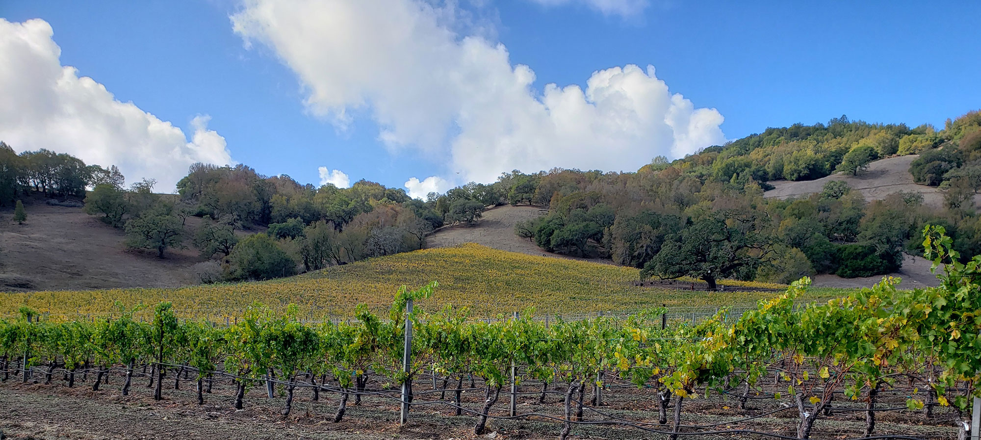 Fall 2021 in the vineyard